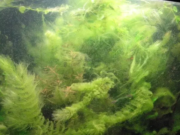 algen im aquarium e1441011167103