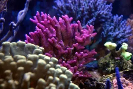Korallenpflege